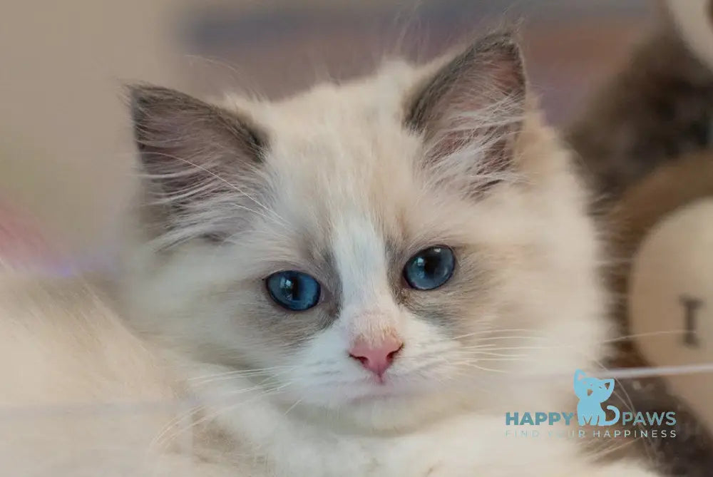 Selena Ragdoll female seal bicolour live animals