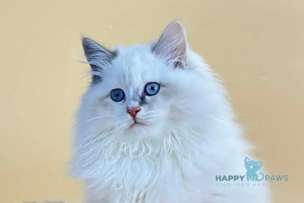 Selena Siberian female blue cream tortie tabby point live animals