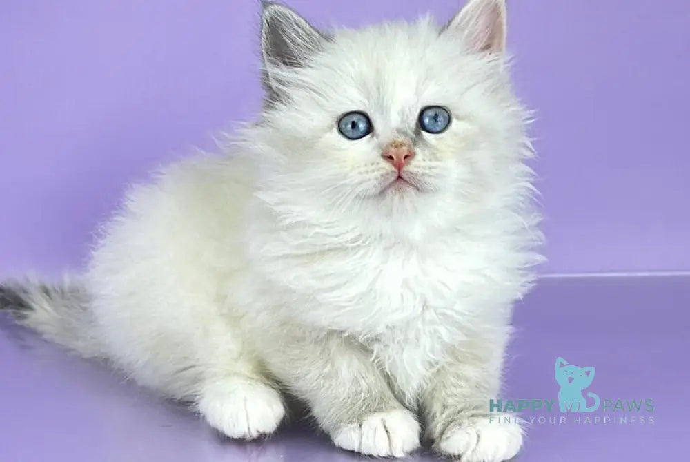 Selena Siberian female blue cream tortie tabby point live animals