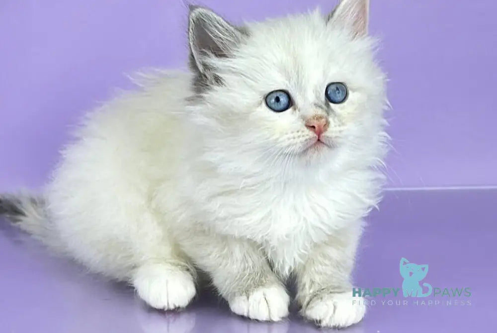 Selena Siberian female blue cream tortie tabby point live animals