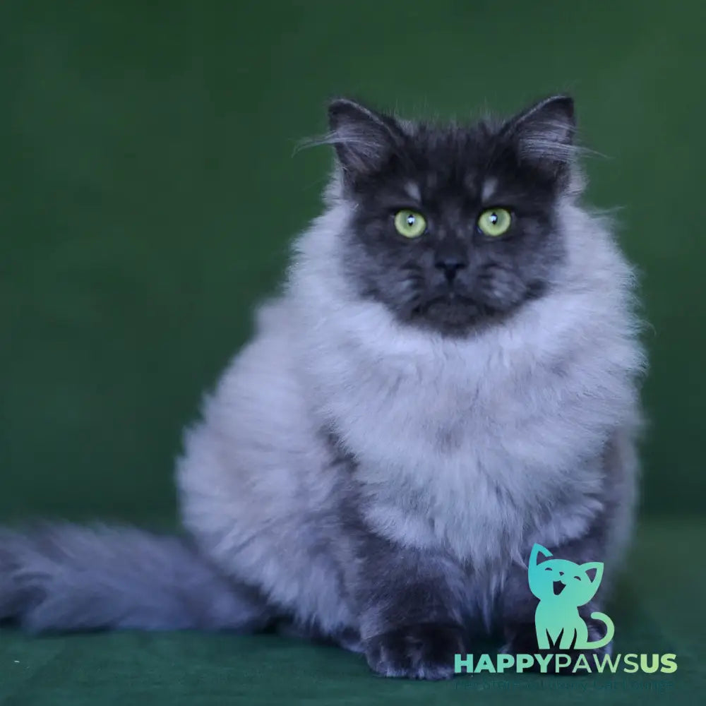 Selester Siberian male blue silver