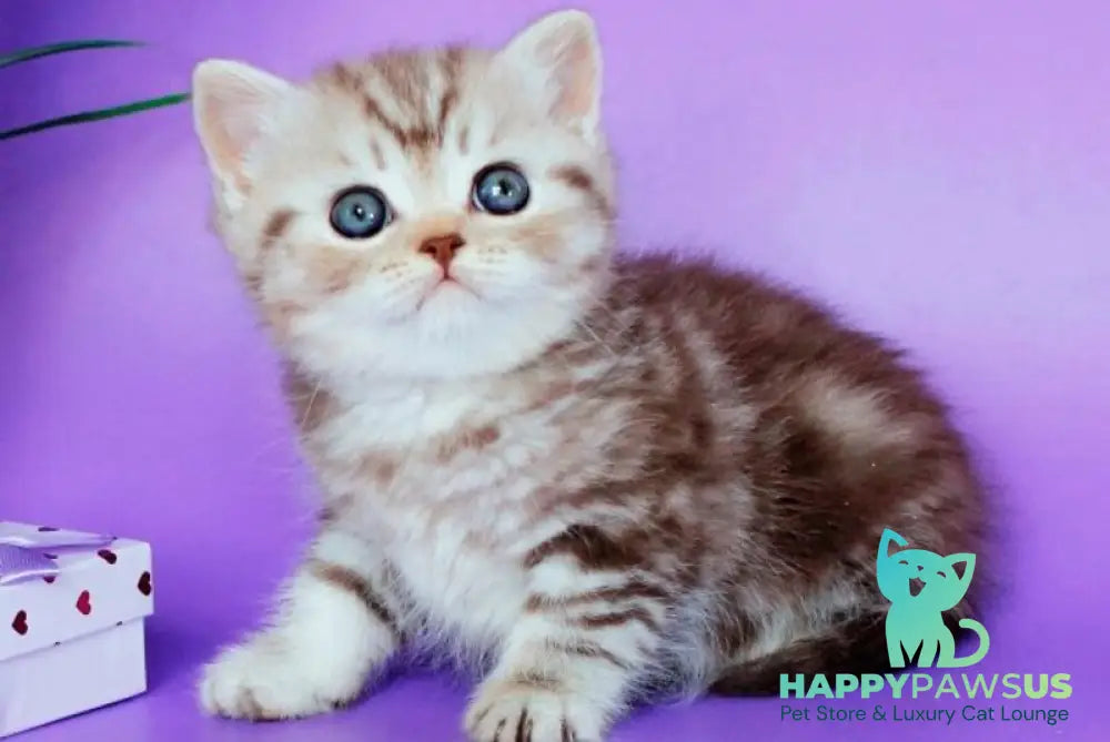 Sellena British Shorthair female chocolate silver tabby - live animals
