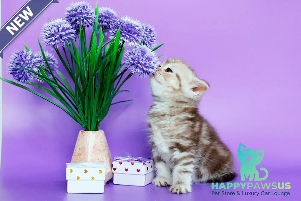 Sellena British Shorthair female chocolate silver tabby - live animals