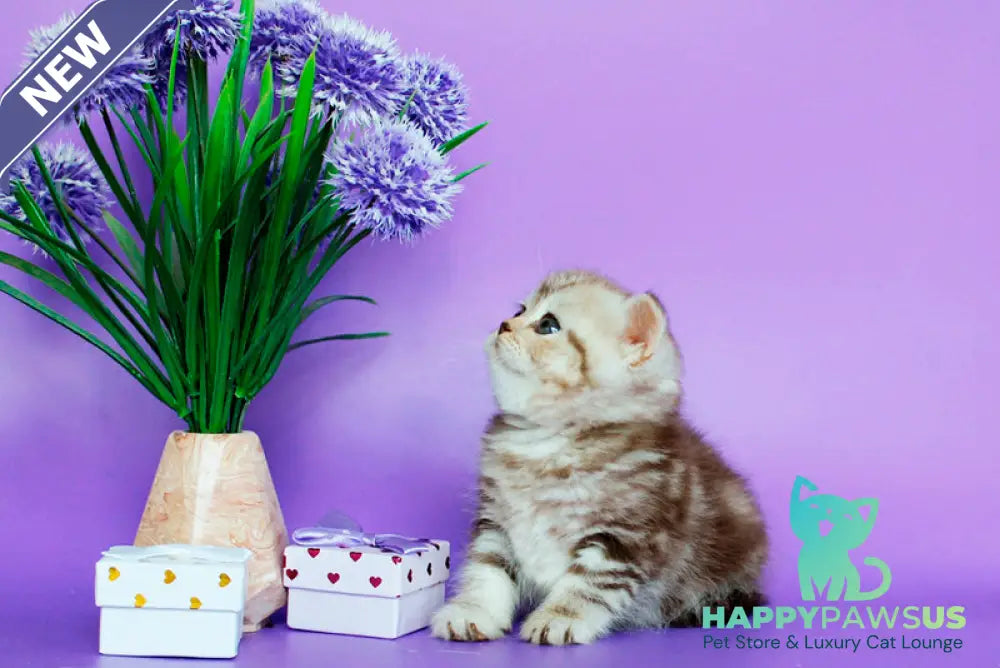 Sellena British Shorthair female chocolate silver tabby - live animals