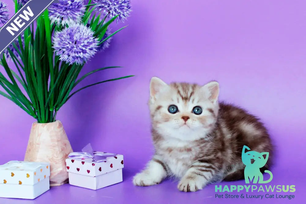 Sellena British Shorthair female chocolate silver tabby - live animals