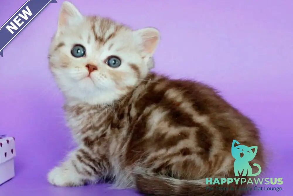 Sellena British Shorthair female chocolate silver tabby - live animals