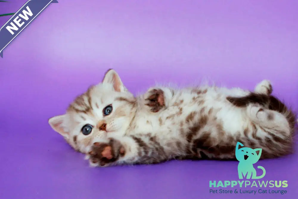 Sellena British Shorthair female chocolate silver tabby - live animals
