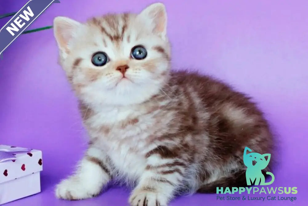 Sellena British Shorthair female chocolate silver tabby - live animals