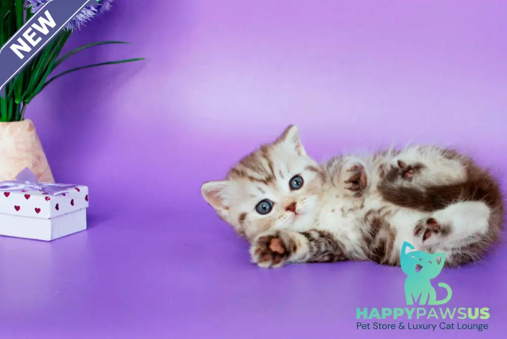 Sellena British Shorthair female chocolate silver tabby - live animals