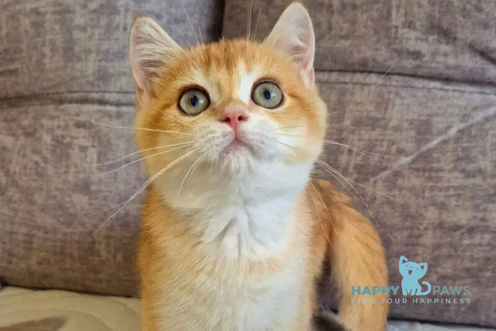 Sem British Shorthair male black golden chinchilla live animals