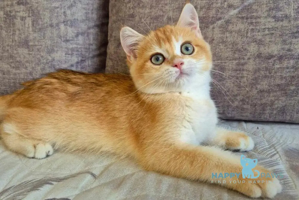 Sem British Shorthair male black golden chinchilla live animals