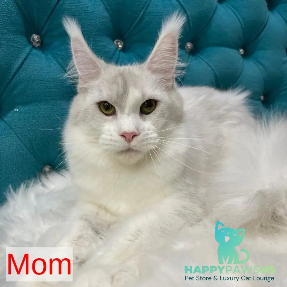 Sem Maine Coon male black bicolour tabby - live animals