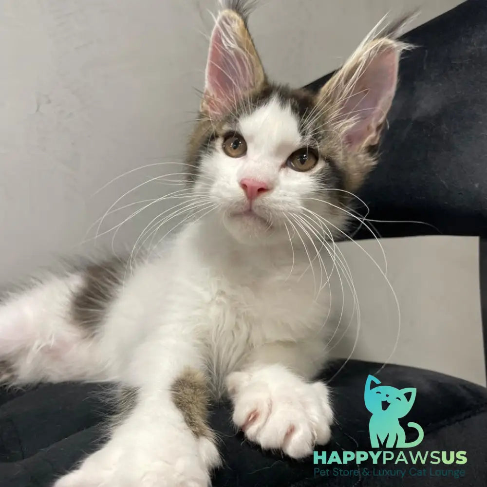 Sem Maine Coon male black bicolour tabby - live animals