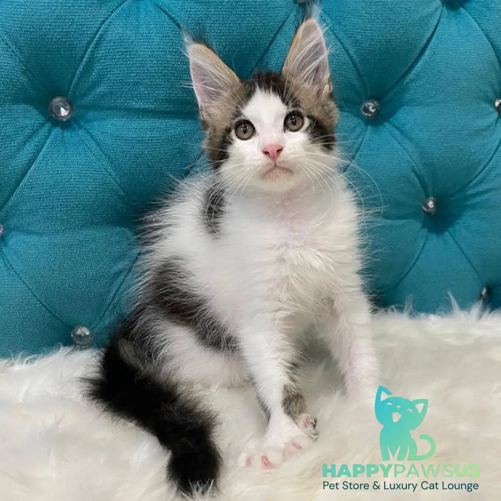 Sem Maine Coon male black bicolour tabby - live animals