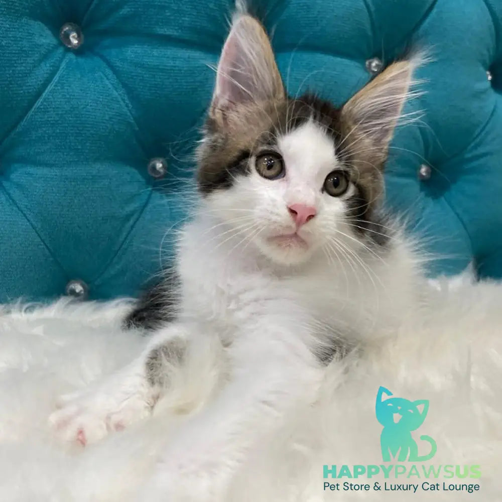 Sem Maine Coon male black bicolour tabby - live animals