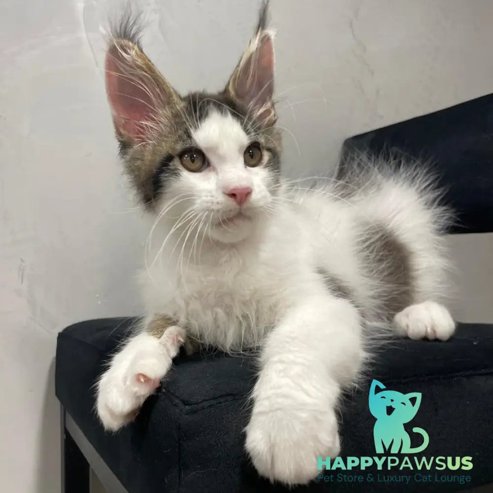 Sem Maine Coon male black bicolour tabby - live animals