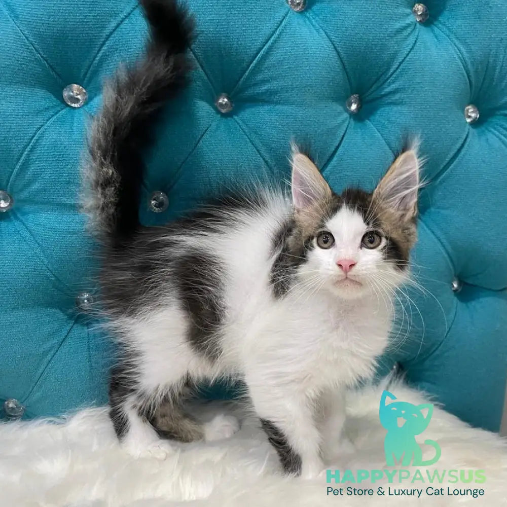 Sem Maine Coon male black bicolour tabby - live animals