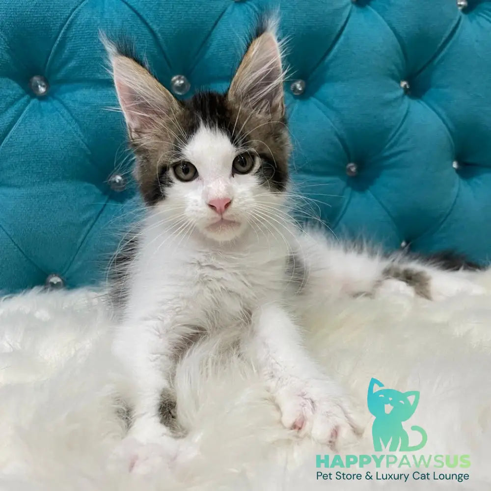 Sem Maine Coon male black bicolour tabby - live animals