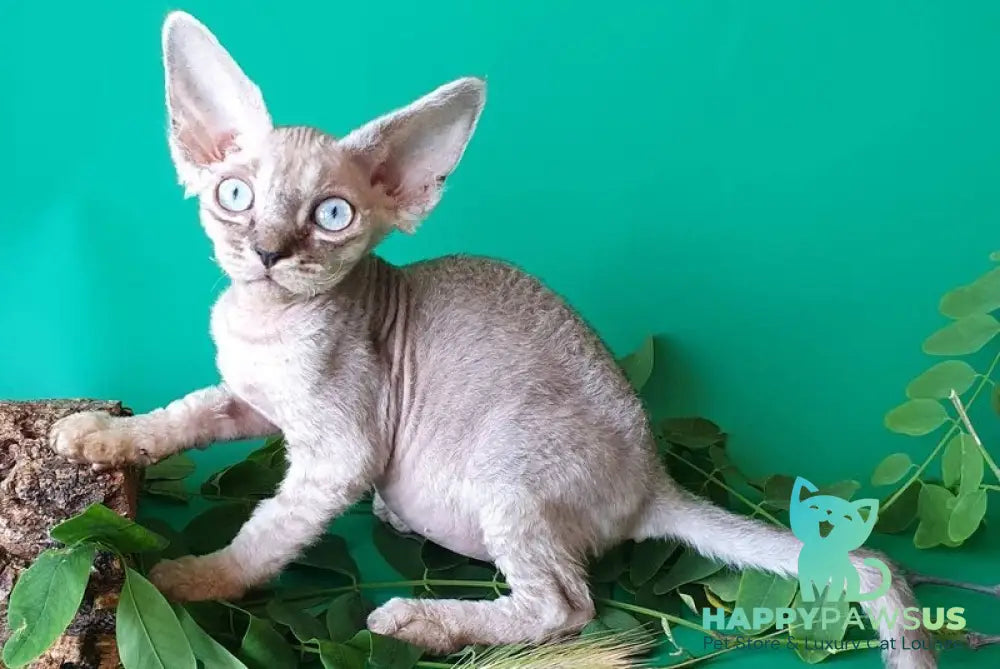 Semen Devon Rex male black tabby pointed - live animals