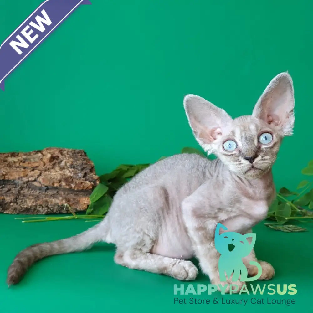 Semen Devon Rex male black tabby pointed - live animals