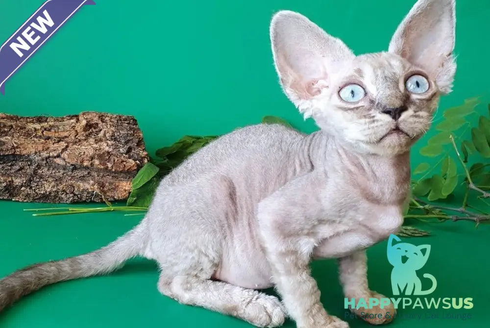 Semen Devon Rex male black tabby pointed - live animals
