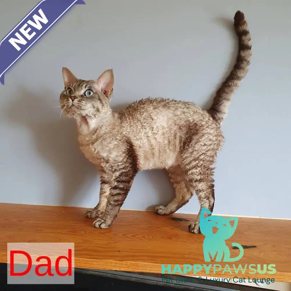 Semen Devon Rex male black tabby pointed - live animals