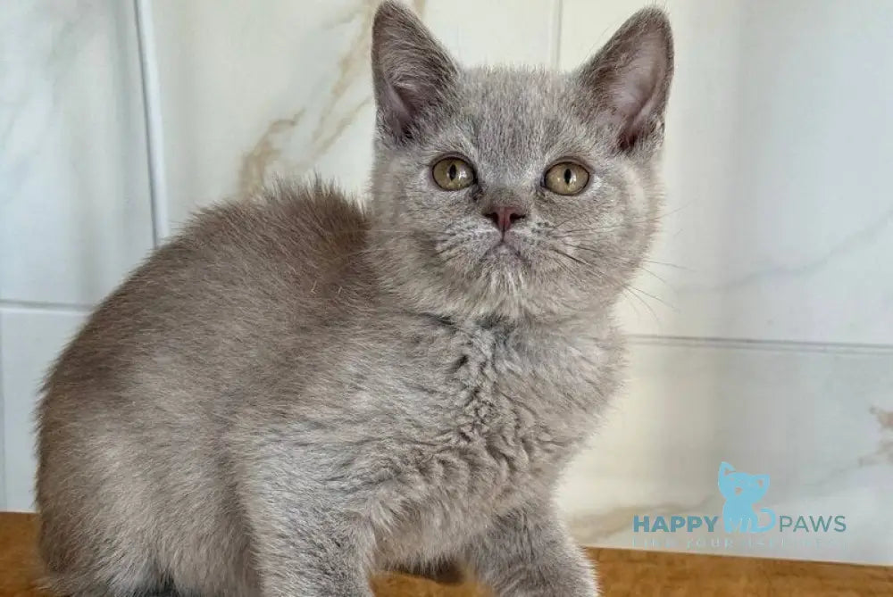 Semik British Shorthair male lilac live animals