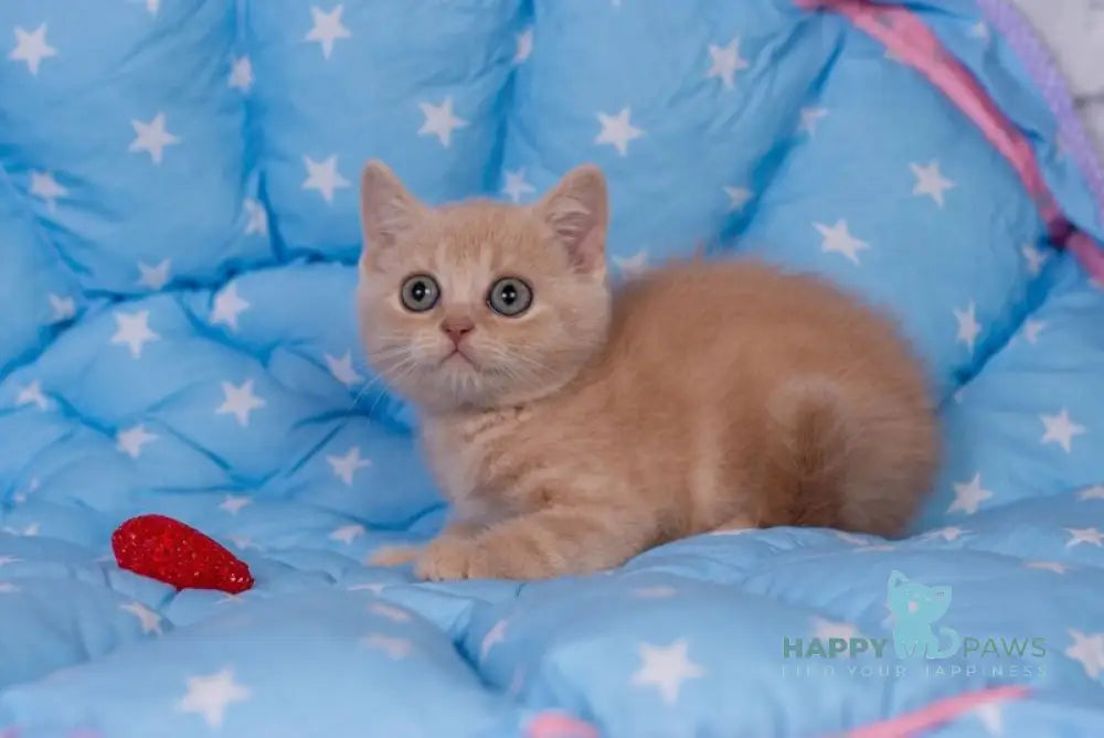 Semur British Shorthair male cream live animals