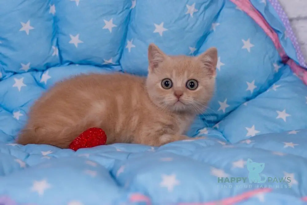 Semur British Shorthair male cream live animals