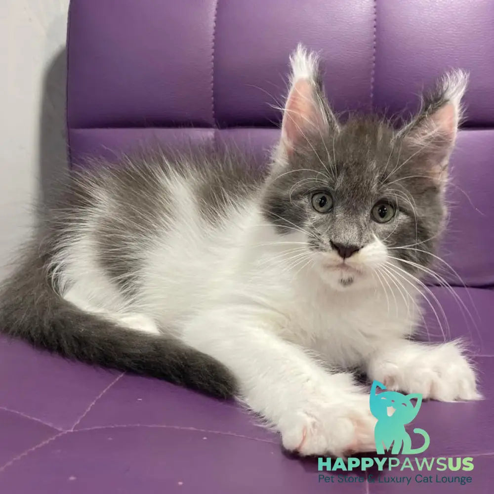 Semyon Maine Coon male blue bicolour - live animals