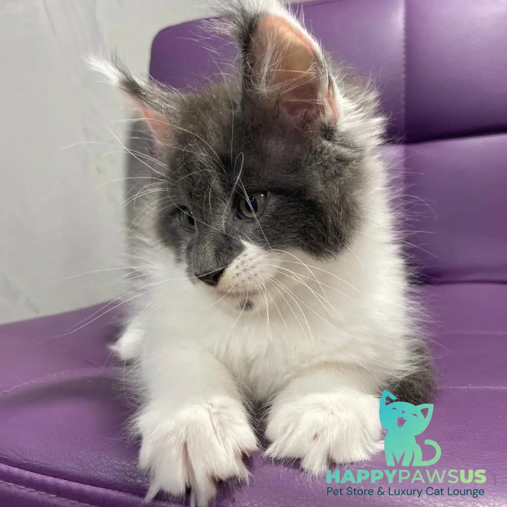 Semyon Maine Coon male blue bicolour - live animals