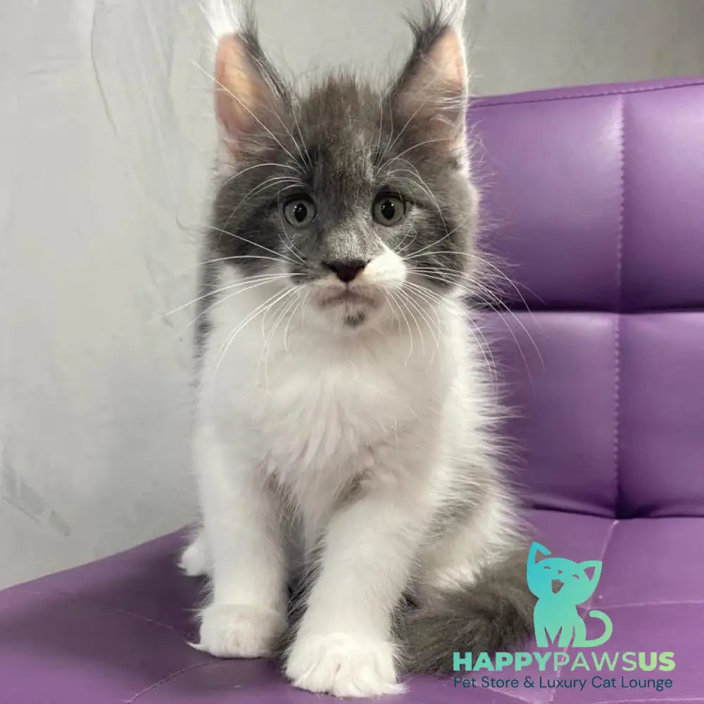 Semyon Maine Coon male blue bicolour - live animals