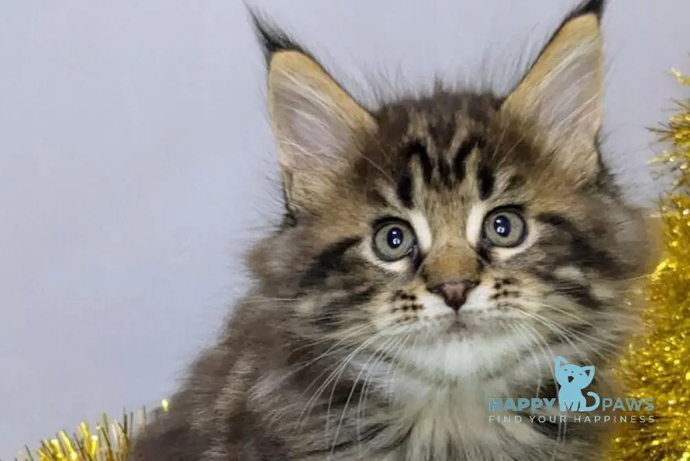 Sensei Maine Coon male black tabby live animals