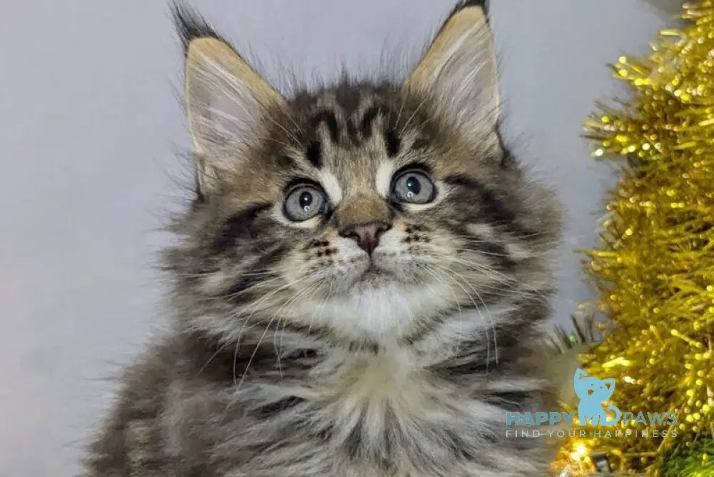 Sensei Maine Coon male black tabby live animals