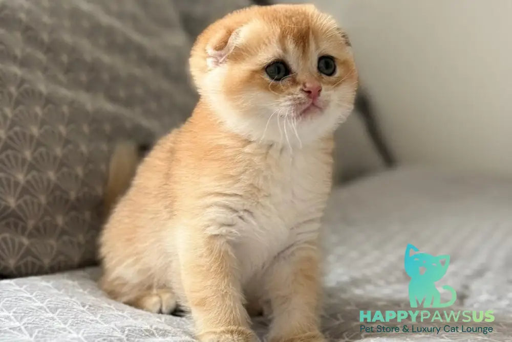 Senya Scottish Fold male black golden shaded - live animals