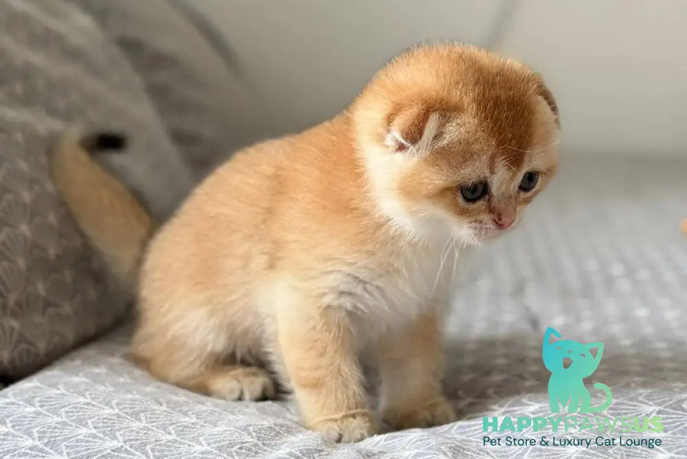 Senya Scottish Fold male black golden shaded - live animals