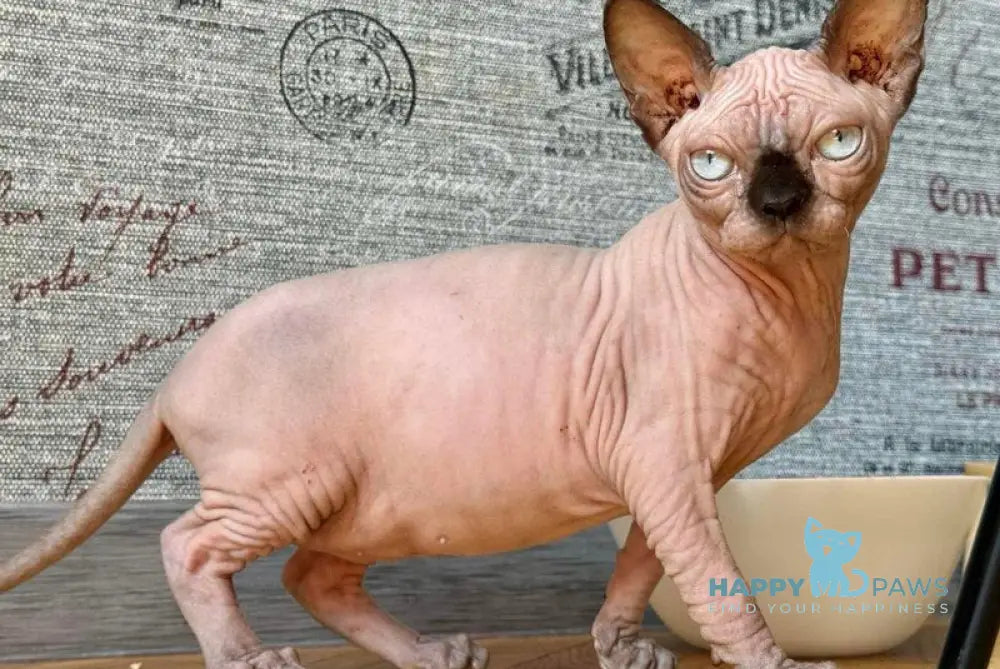 Seraphima Canadian Sphynx female black pointed live animals