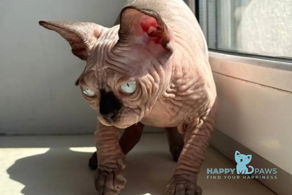 Seraphima Canadian Sphynx female black pointed live animals