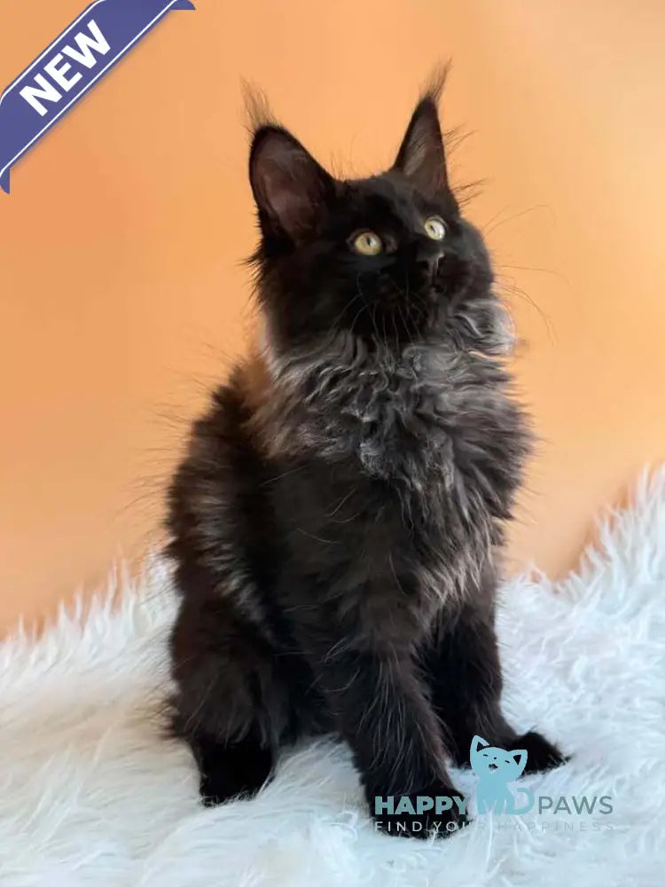 Seraphina Maine Coon female black silver - live animals