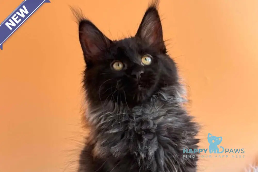 Seraphina Maine Coon female black silver - live animals