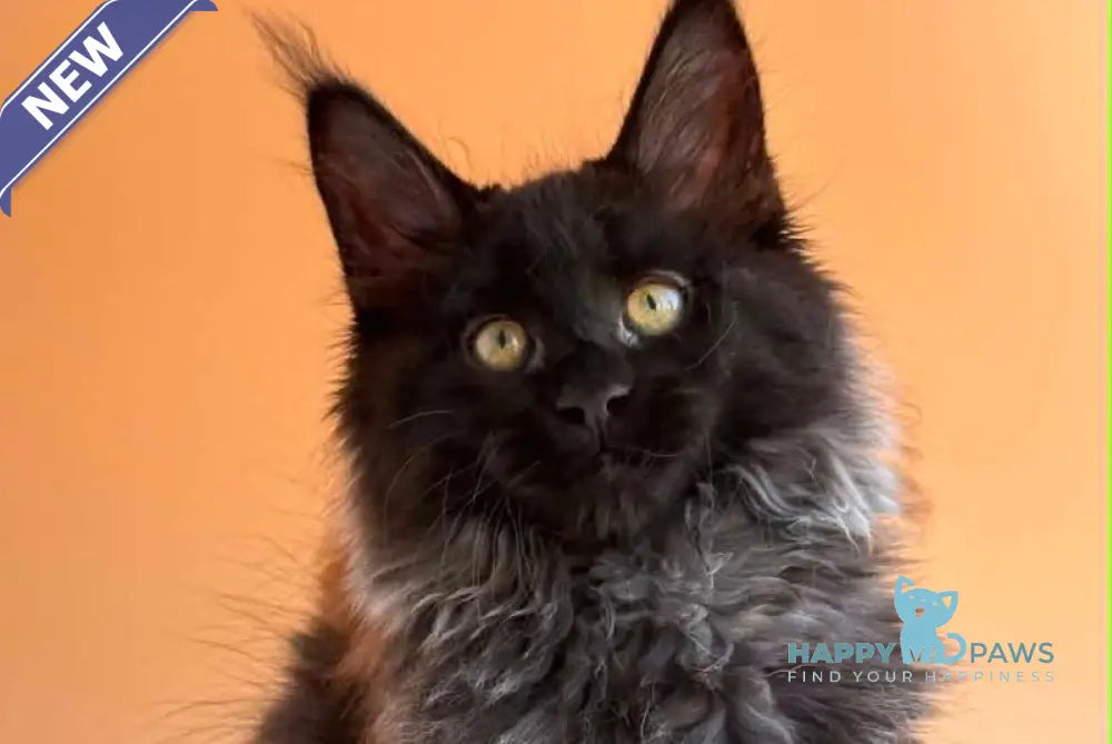 Seraphina Maine Coon female black silver - live animals