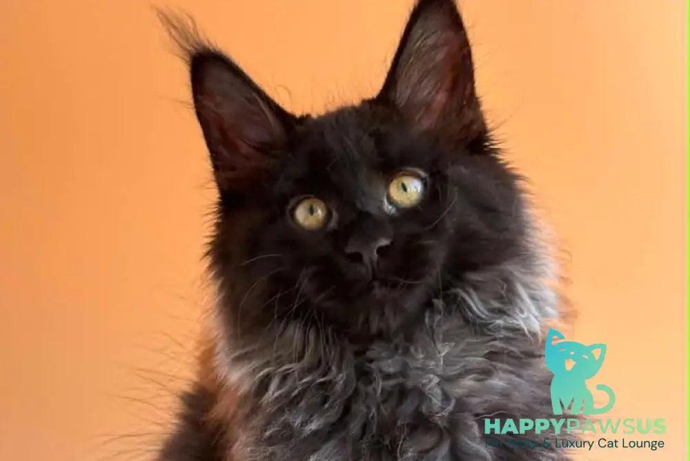 Seraphina Maine Coon female black silver - live animals