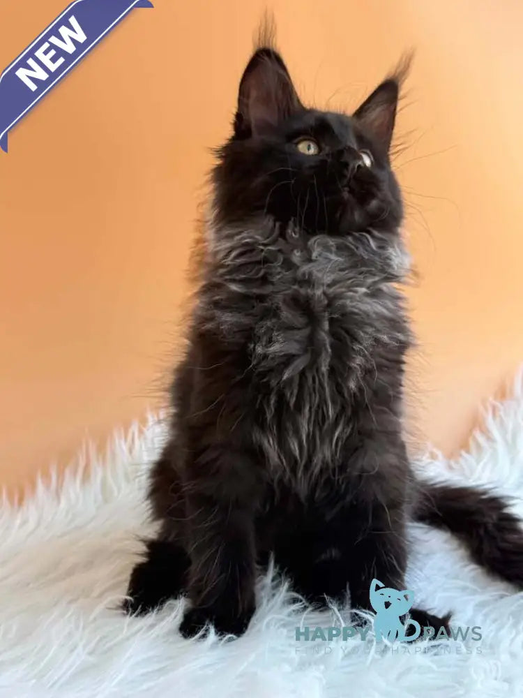 Seraphina Maine Coon female black silver - live animals