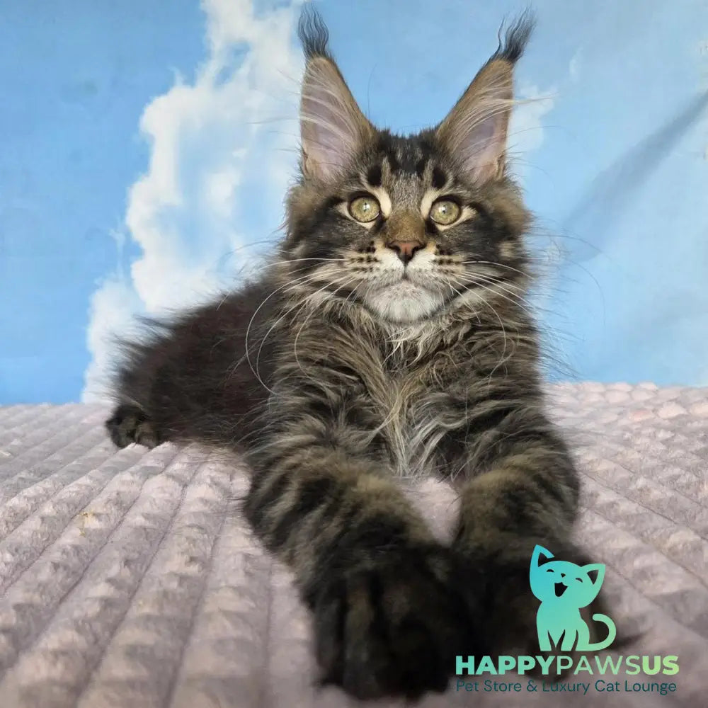 Serega Maine Coon male black ticked tabby - live animals