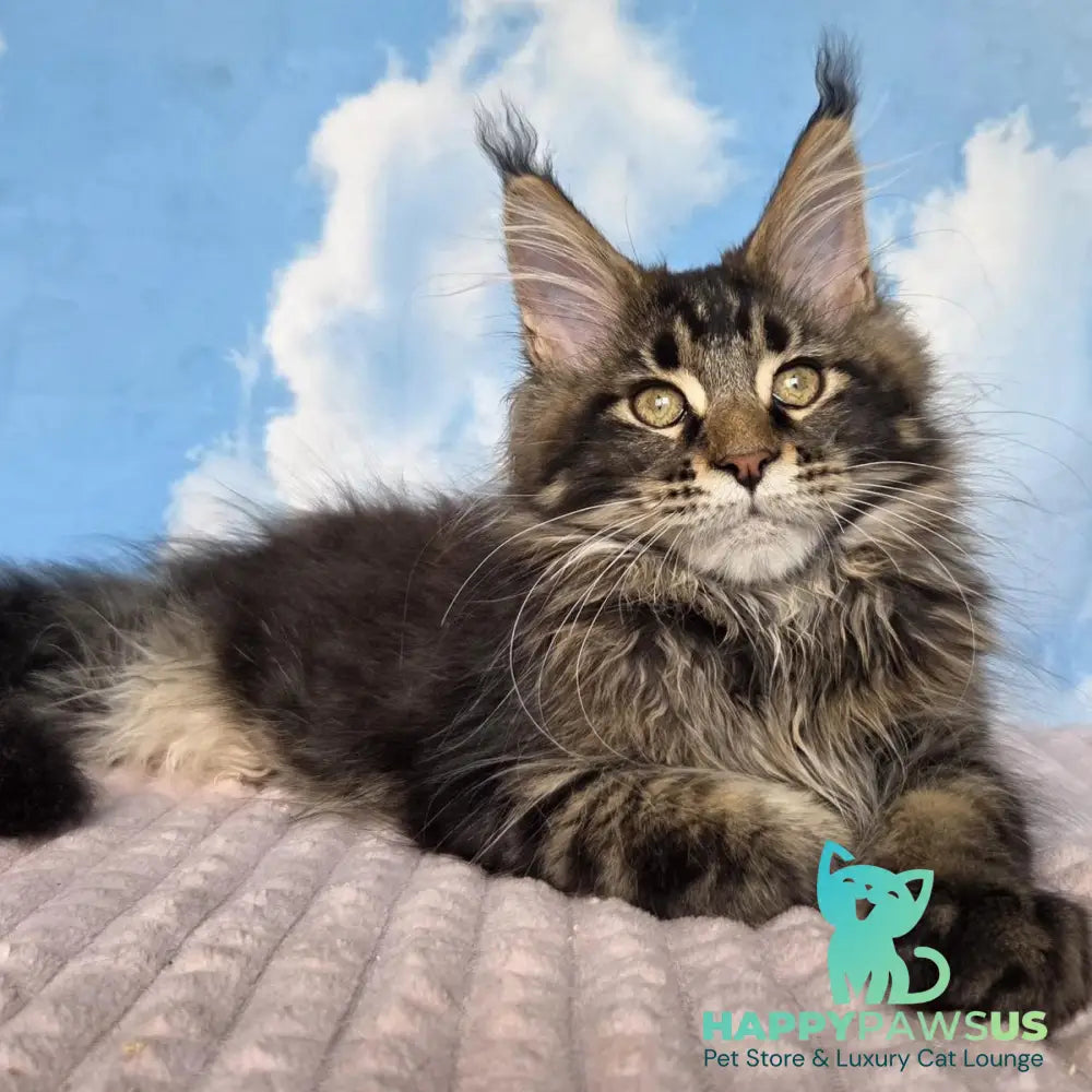 Serega Maine Coon male black ticked tabby - live animals