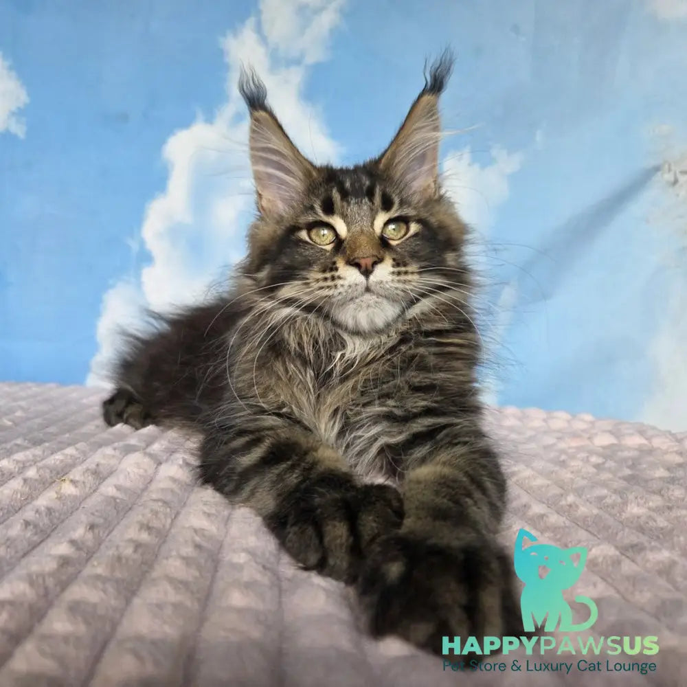 Serega Maine Coon male black ticked tabby - live animals