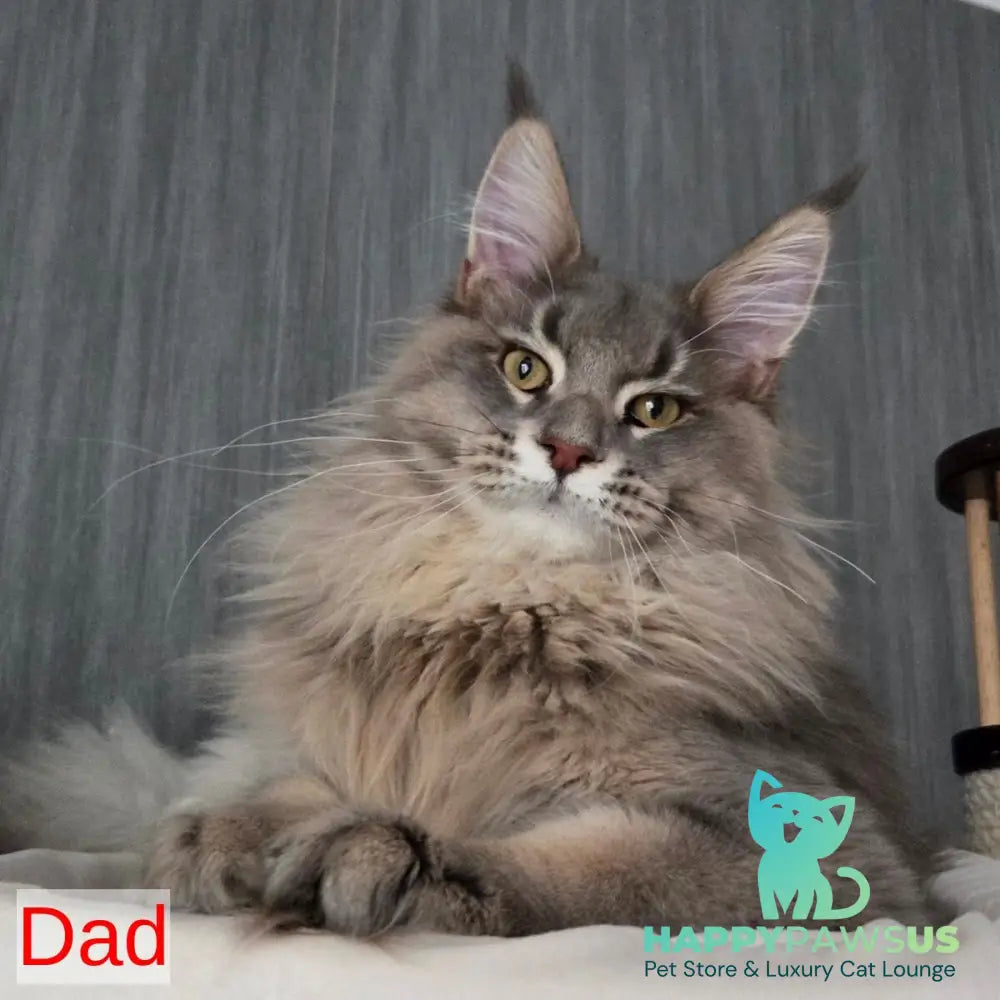Serega Maine Coon male black ticked tabby - live animals