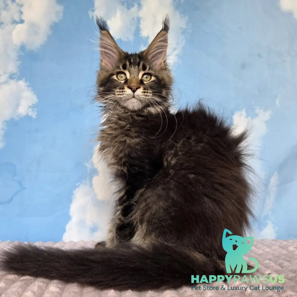 Serega Maine Coon male black ticked tabby - live animals