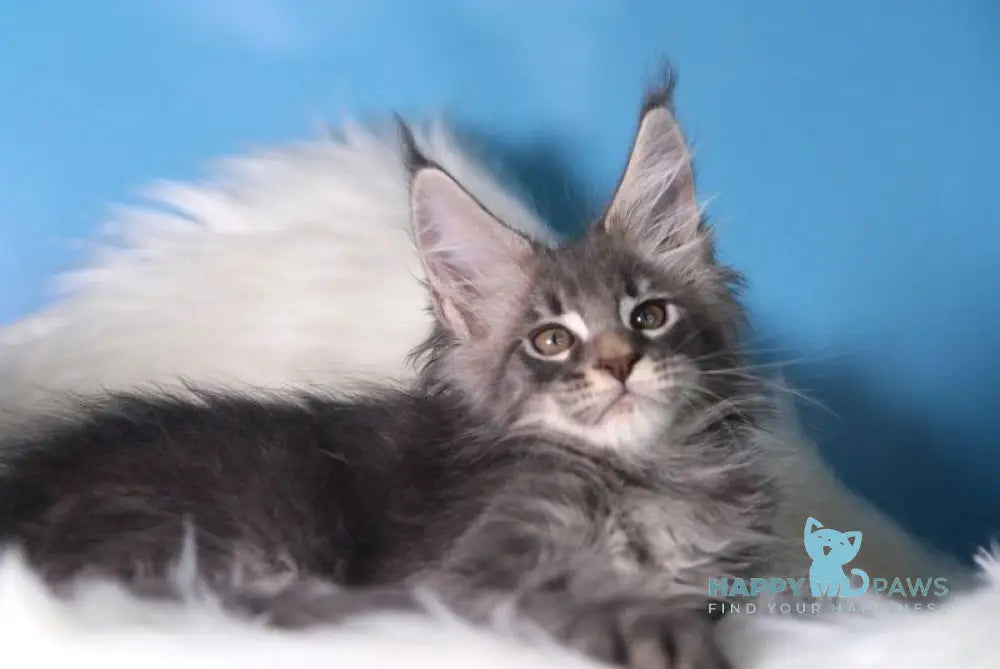 Serge Maine Coon male blue tabby live animals