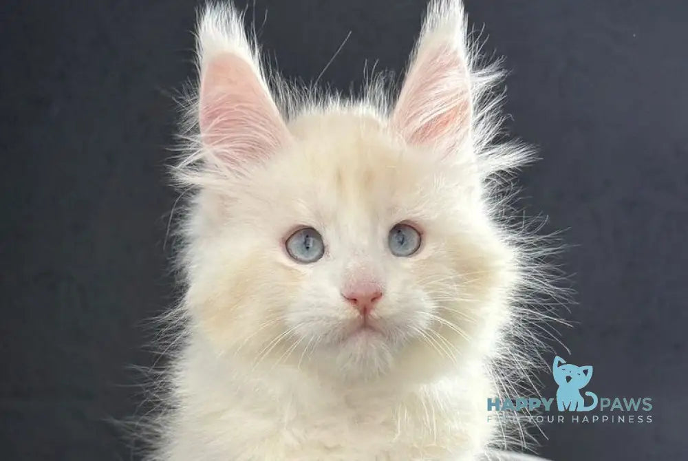 Sesil Maine Coon female red silver shaded live animals